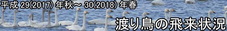 渡り鳥の飛来状況