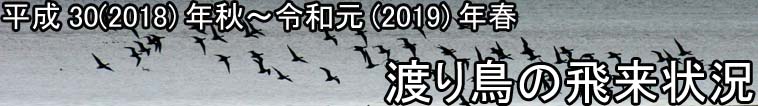 渡り鳥の飛来状況