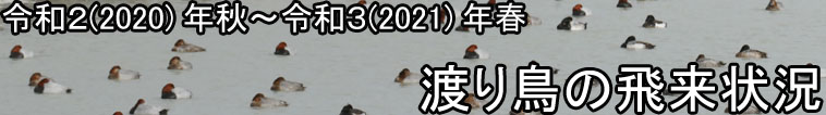 渡り鳥の飛来状況