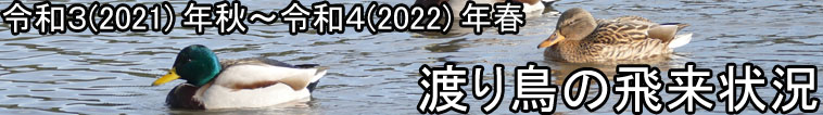 渡り鳥の飛来状況