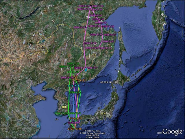 宮崎県で送信機を装着した個体の移動状況(拡大)