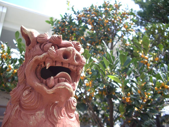 写真 奄美・沖縄ガイドネットワーク