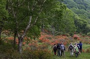 「赤城白樺牧場」レンゲツツジと新緑満喫ツアー