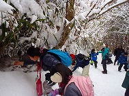 氷点下の森の自然観察