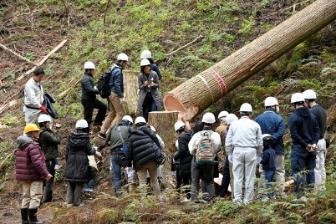 吉野林業　伐採見学ツアー