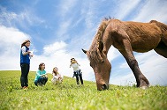 都井岬の野生馬