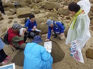 海浜生物観察