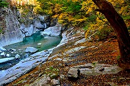 氷点下の森の自然観察