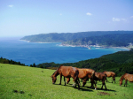 都井岬の野生馬