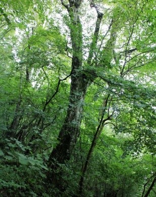 大川山のイヌシデ林