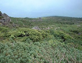 早池峰自然環境保全地域
