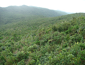 稲尾岳自然環境保全地域