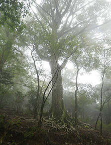 白髪岳自然環境保全地域