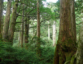 屋久島原生自然環境保全地域