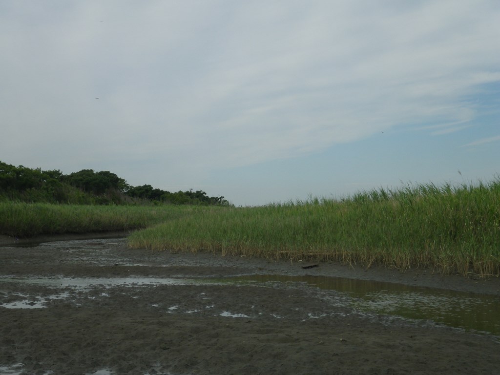 環境省 重要湿地 の詳細情報 東京湾の干潟 浅瀬