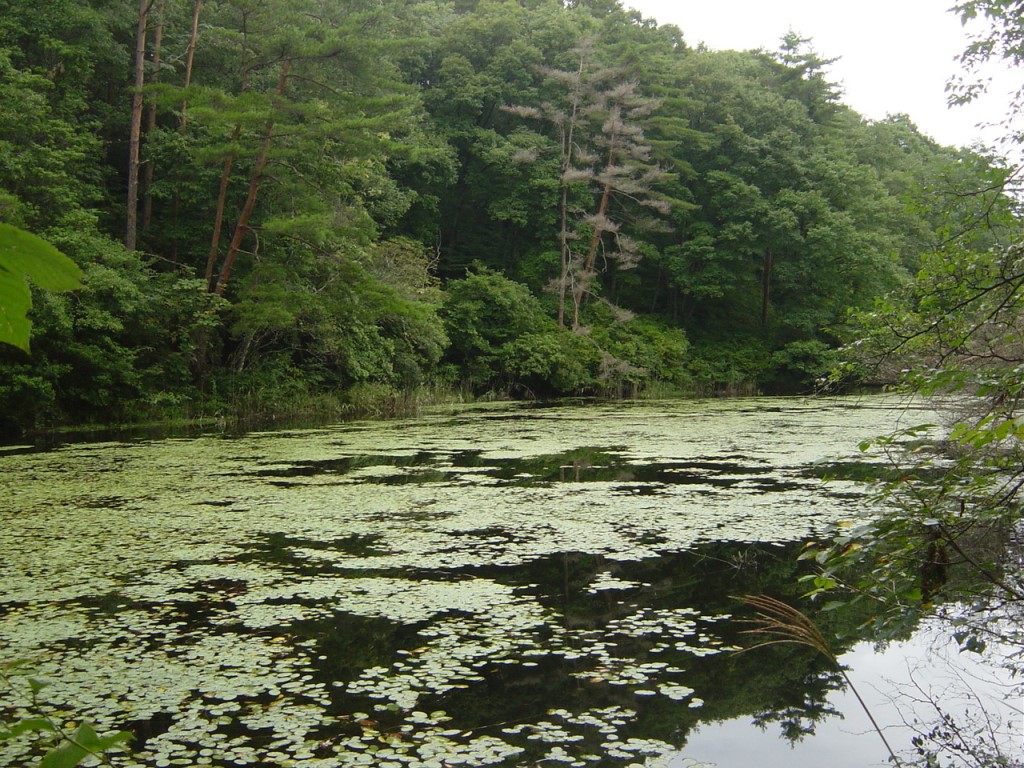 環境省 重要湿地 の詳細情報 鯉ヶ窪湿原およびおもつぼ湿原