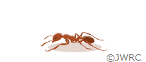 Worker ants
