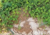 Mounds at the early stage