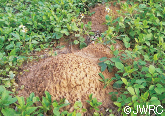 A mound in the middle of production