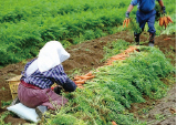 Damage to agriculture and impact on industries