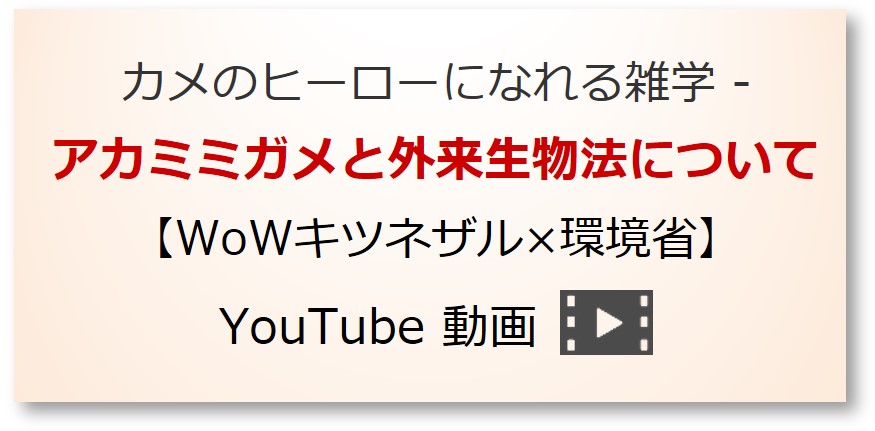 アカミミガメと外来生物法について