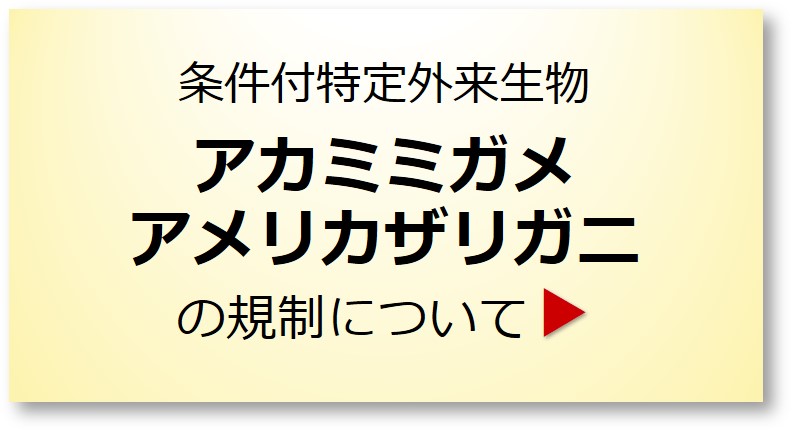 アカミミガメ　アメリカザリガニの規制について