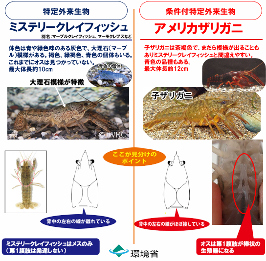 ミステリークレイフィッシュ | 日本の外来種対策 | 外来生物法