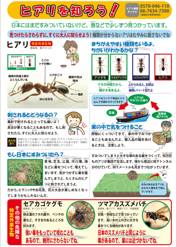チラシ　ヒアリを知ろう