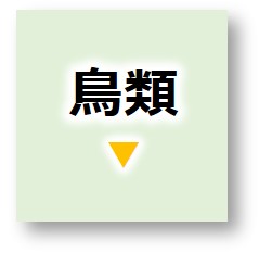 鳥類