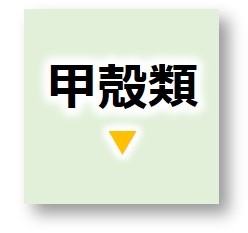 甲殻類