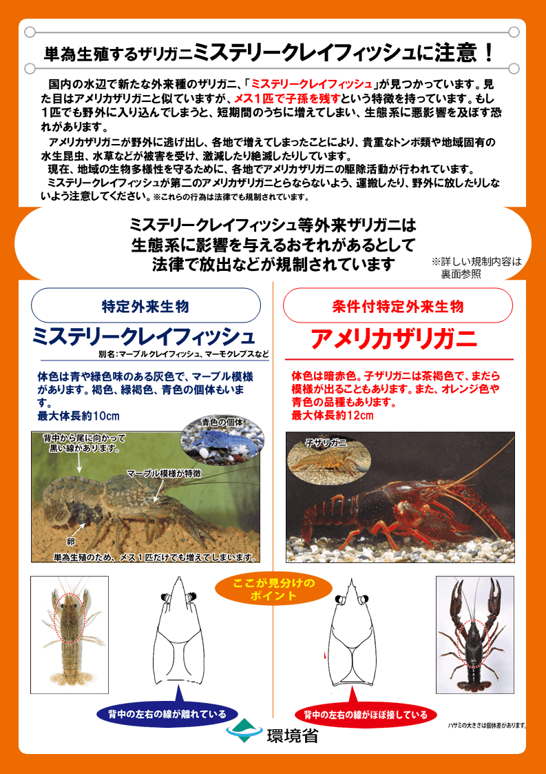 ミステリークレイフィッシュのチラシ（表）