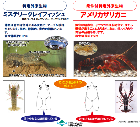 アメリカザリガニは背中の左右の線がほぼ接していますが、ミステリークレイフィッシュの背中の左右の線は離れています