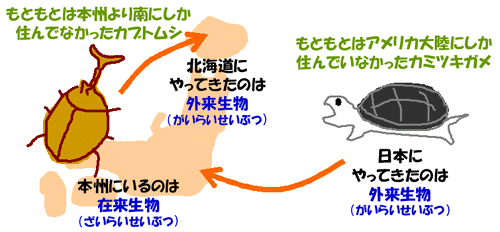 人間の活動によって他の地域から入ってきた生き物が外来生物
