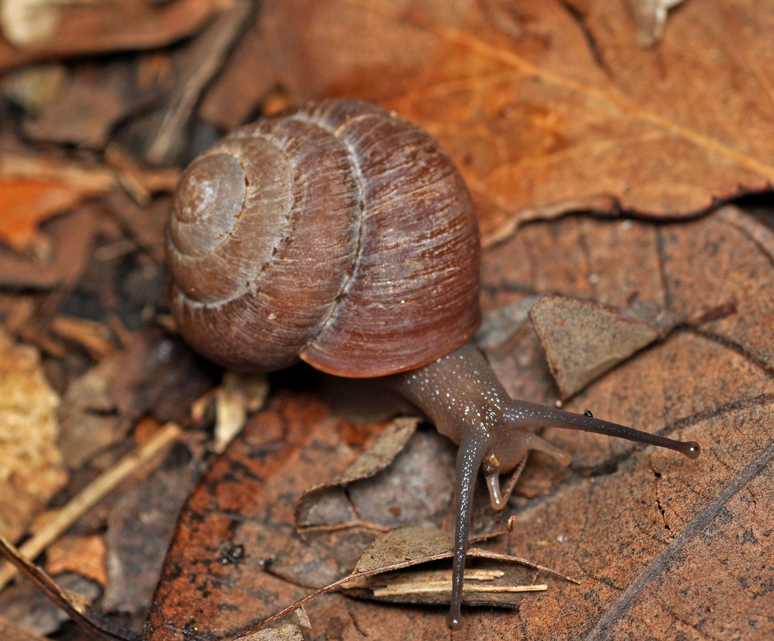コガネカタマイマイ