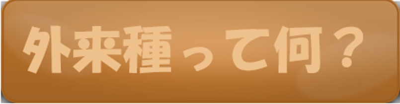 外来種って何？