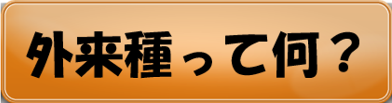 外来種って何？
