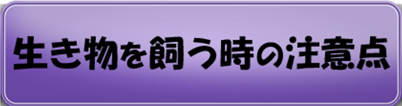 生き物を飼う時の注意点