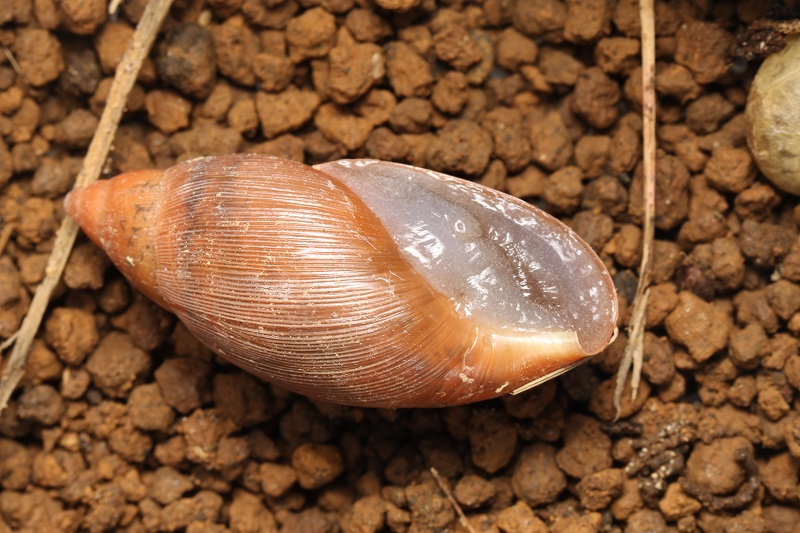 特定外来生物の解説 ヤマヒタチオビ オカヒタチオビガイ 外来生物法