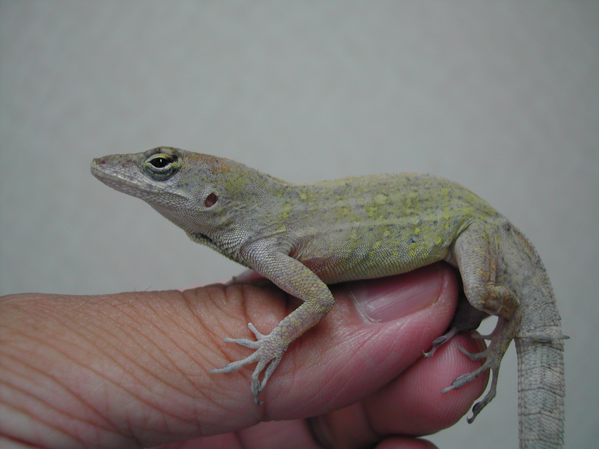 特定外来生物の解説 ブラウンアノール 外来生物法