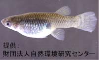 特定外来生物の解説 カダヤシ 外来生物法 特定外来生物の解説 カダヤシ 外来生物法