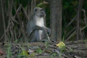 特定外来生物の解説 カニクイザル 外来生物法
