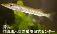特定外来生物の解説 ノーザンパイク 外来生物法 特定外来生物の解説 ノーザンパイク 外来生物法