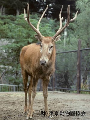 特定外来生物の解説 シカ亜科 Cervinae シフゾウ 外来生物法