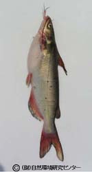 特定外来生物の解説 チャネルキャットフィッシュ 外来生物法
