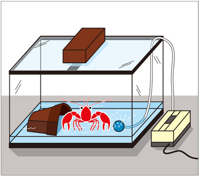 水槽で飼育されているアメリカザリガニのイラスト
