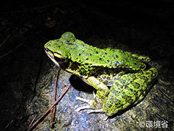 アマミハナサキガエル