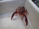 アメリカザリガニ
