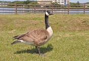 カナダガン