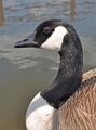 カナダガン
