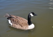 カナダガン